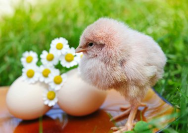 Çimlerin üzerinde küçük bir tavuk ve yumurta