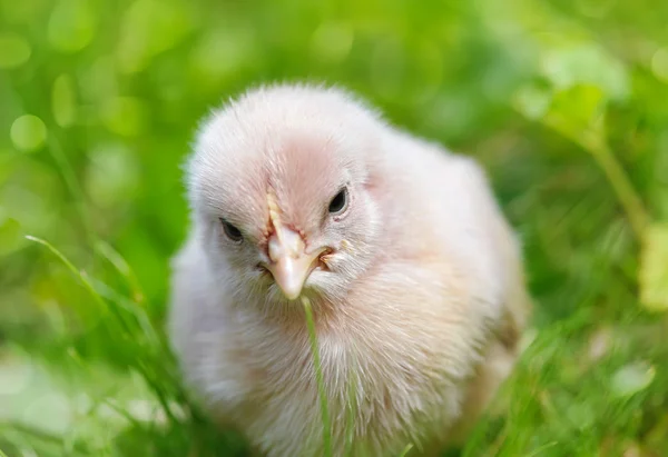 Маленький цыпленок на траве — стоковое фото