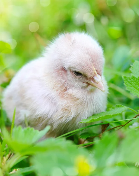 Kleine kip op het gras — Stockfoto