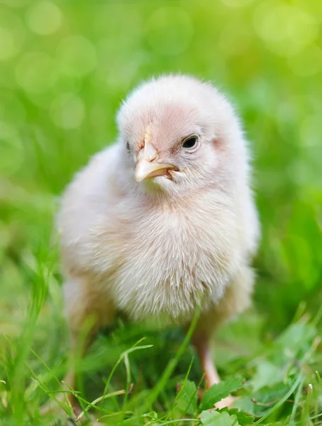 Pollo sull'erba — Foto Stock
