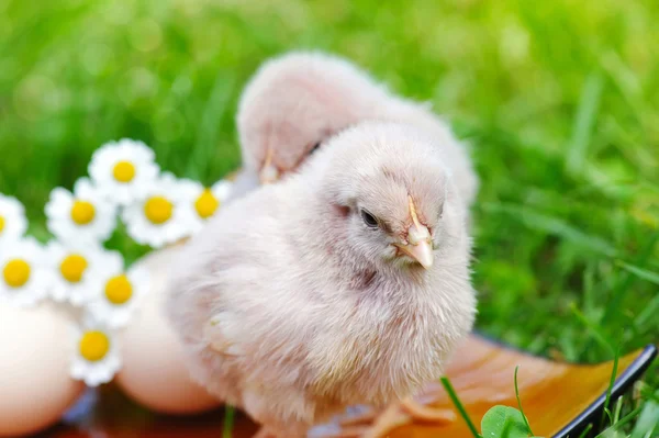 Маленькая курица и яйцо на траве — стоковое фото