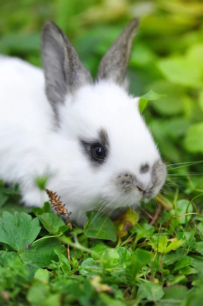 Baby white rabbit in grass — Stock Photo, Image