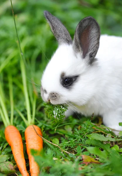 Zabawne dziecko białego królika z marchewki w trawie — Zdjęcie stockowe