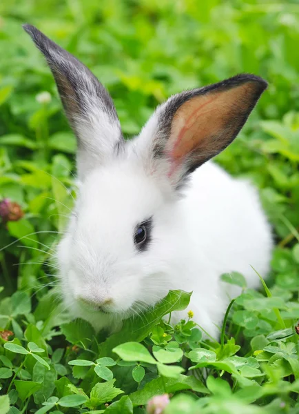 Baby wit konijn in gras — Stockfoto