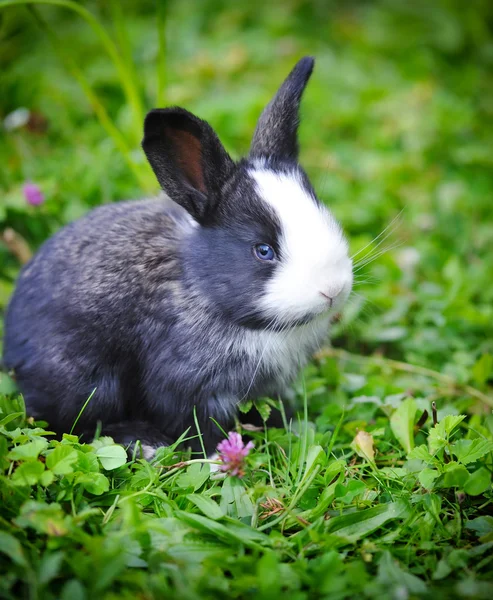 Funny baby rabbit in grass — Stock Photo, Image