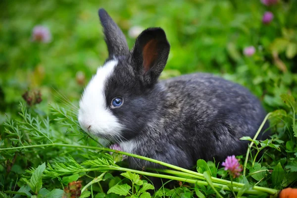 草で面白い赤ちゃんウサギ — ストック写真