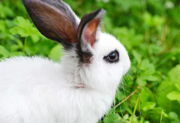 Petit lapin blanc dans l'herbe — Photo