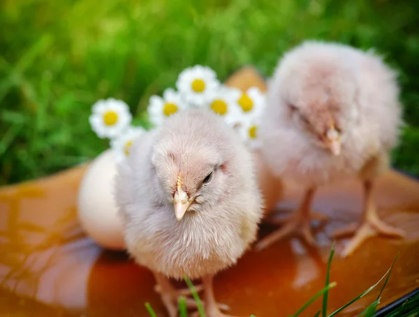 Çimlerin üzerinde küçük bir tavuk ve yumurta — Stok fotoğraf