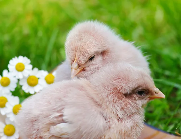 Pouco de galinha e ovo na grama — Fotografia de Stock