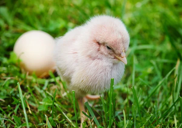 Pouco de galinha e ovo na grama — Fotografia de Stock