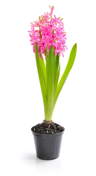 Beautiful pink hyacinth on a white background — Stock Photo, Image