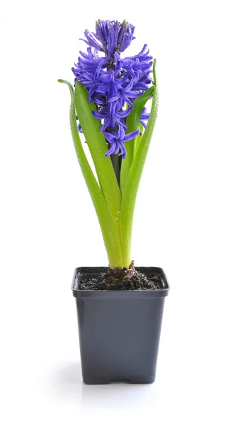 Prachtige blauwe hyacint op een witte achtergrond — Stockfoto