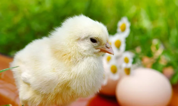 Liten kyckling och ägg på gräset — Stockfoto