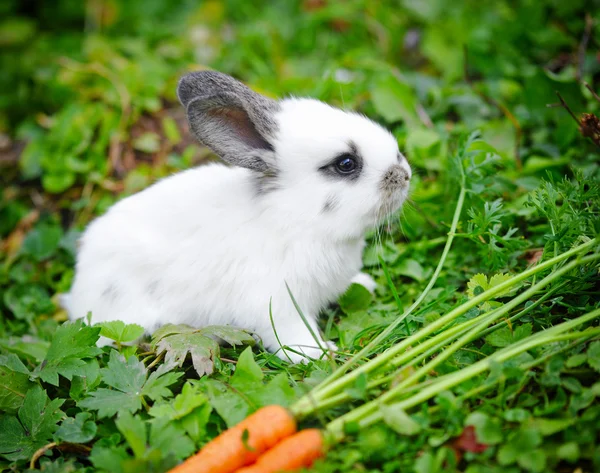 Funny baby white rabbit with a carrot in grass — Stock Photo, Image