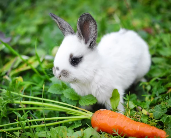 Engraçado bebê coelho branco com uma cenoura na grama — Fotografia de Stock