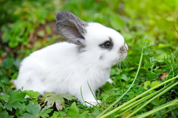 Baby white rabbit in grass — Stock Photo, Image