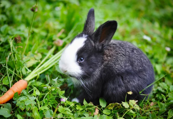 Funny baby rabbit with a carrot in grass — Stock Photo, Image