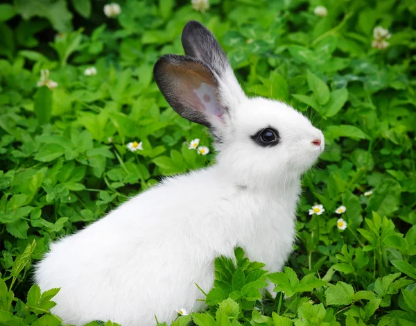 Baby wit konijn in gras — Stockfoto