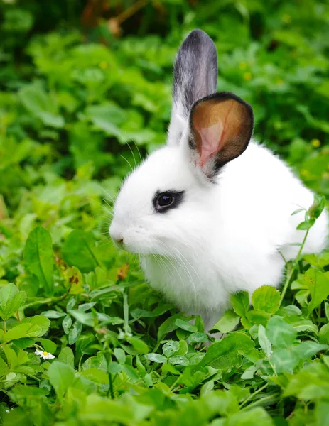 Baby biały królik w trawie — Zdjęcie stockowe