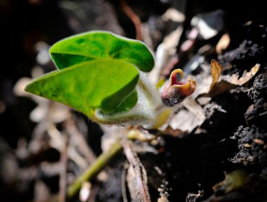 çiçek asarum bahar orman (asarum europaeum)