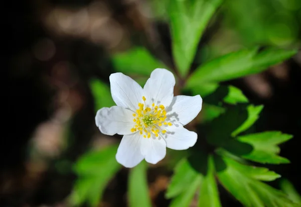 Anemone sylvestris. Primeras flores de primavera —  Fotos de Stock