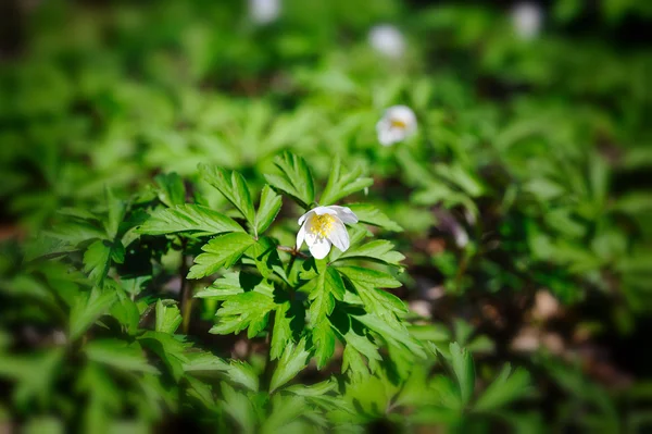 Anemone sylvestris. Primeras flores de primavera —  Fotos de Stock