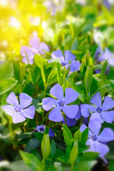 Periwinkle Vinca blaue Frühlingsblumen im Wald — Stockfoto