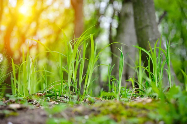 Grama verde na floresta de primavera, fundo natural — Fotografia de Stock