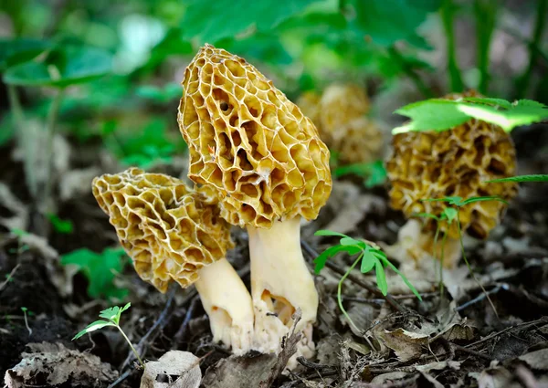 Грибы Мореля растут в лесу (Morchella esculenta ) — стоковое фото