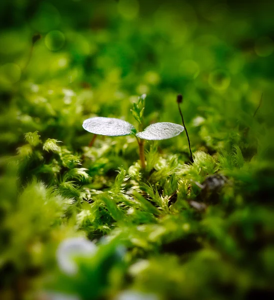 Młody kiełkować w moss, zbliżenie — Zdjęcie stockowe