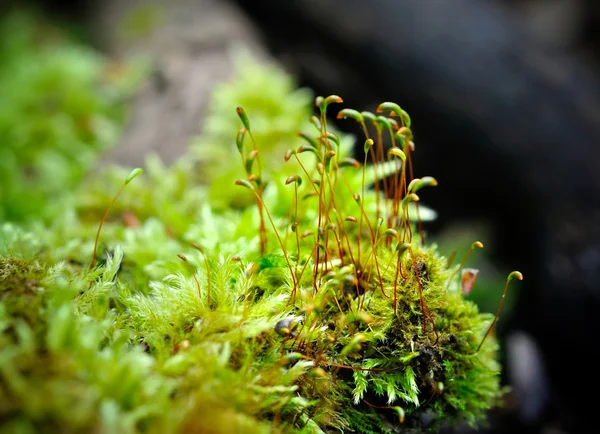 Makro moss — Stok fotoğraf