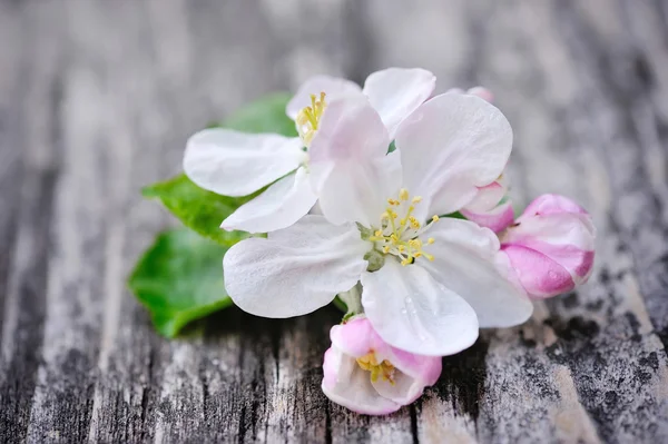 Apfelblüte auf altem Holzgrund — Stockfoto