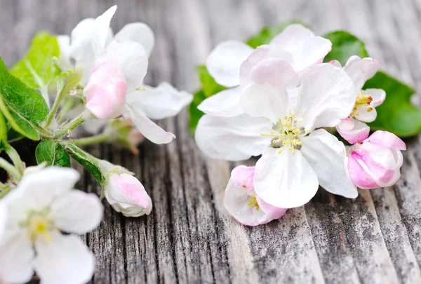 Flor de manzana sobre un fondo de madera viejo — Foto de Stock