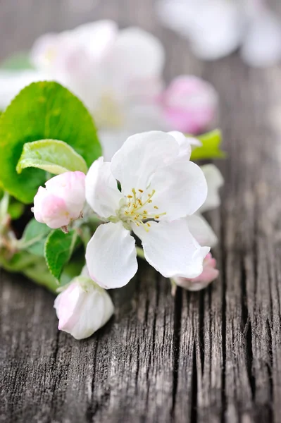 Flor de manzana sobre un fondo de madera viejo — Foto de Stock