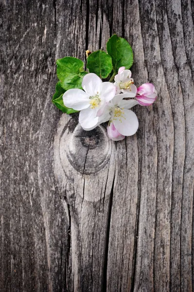 Apfelblüte auf altem Holzgrund — Stockfoto