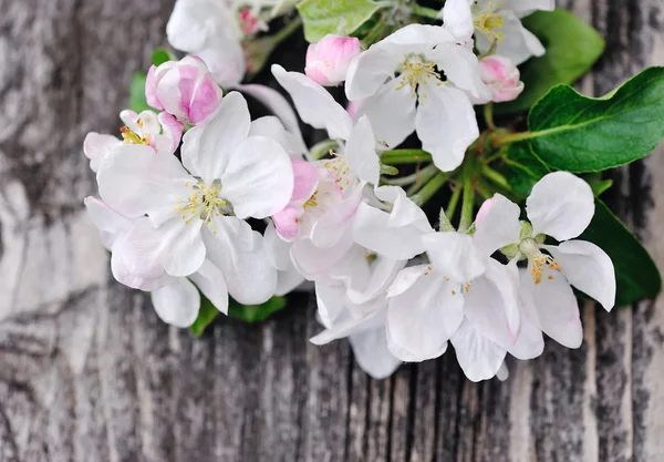 Flor de manzana sobre un fondo de madera viejo — Foto de Stock