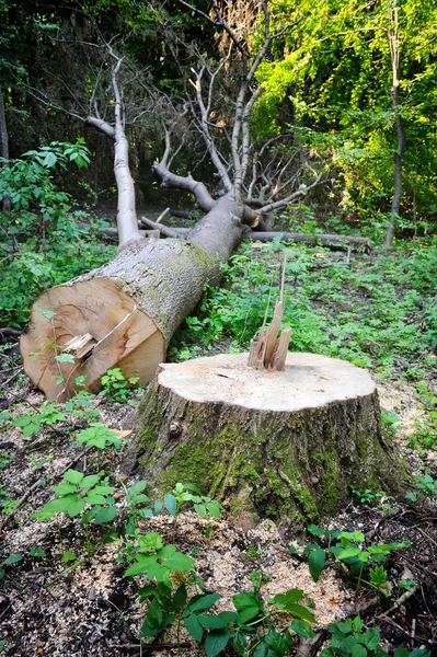 Trozo de árbol — Foto de Stock