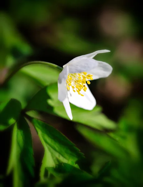 Anemone sylvestris. First spring flowers — Stock Photo, Image