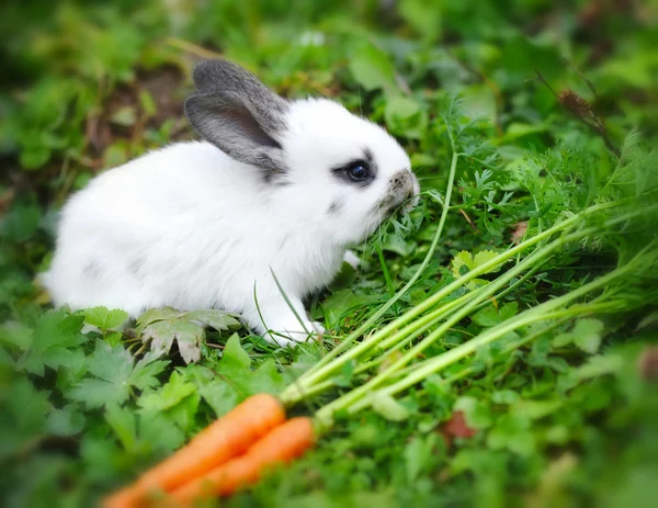 Conejo blanco bebé divertido con una zanahoria en la hierba —  Fotos de Stock