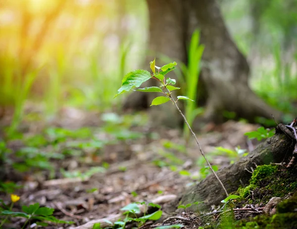 Jonge stronk in het voorjaar forest — Stockfoto