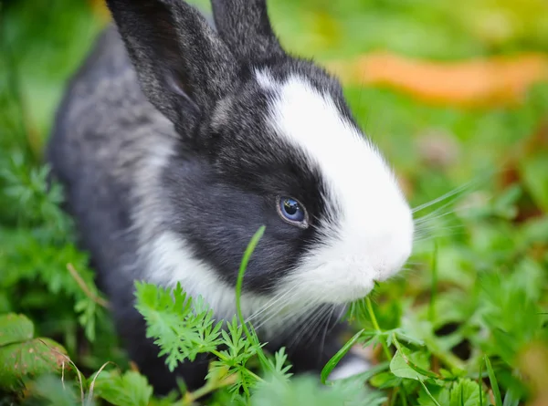 Funny baby rabbit in grass — Stock Photo, Image