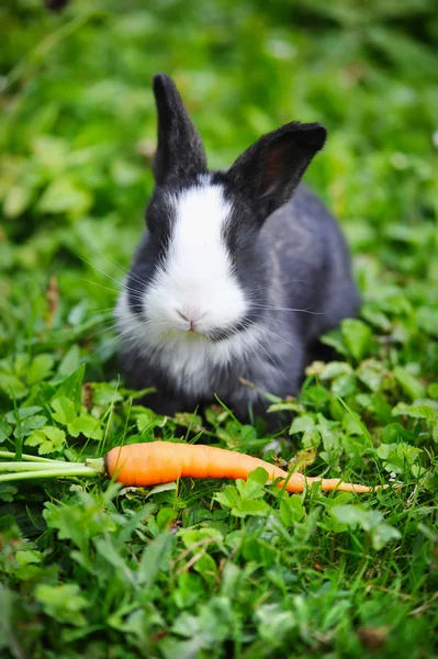 Funny baby rabbit in grass — Stock Photo, Image