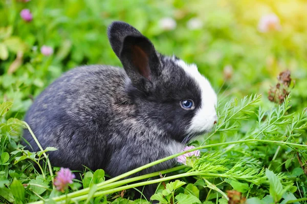 Morsom kaninunge i gress – stockfoto