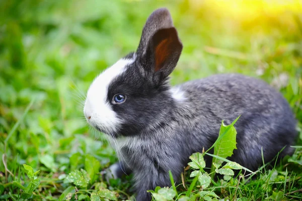 Funny baby rabbit in grass — Stock Photo, Image