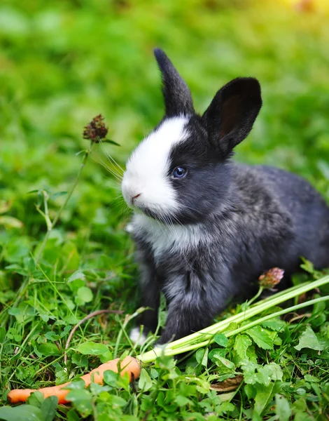 草で面白い赤ちゃんウサギ — ストック写真