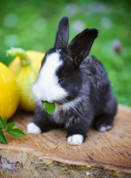 Conejo bebé divertido con una calabaza en un muñón —  Fotos de Stock