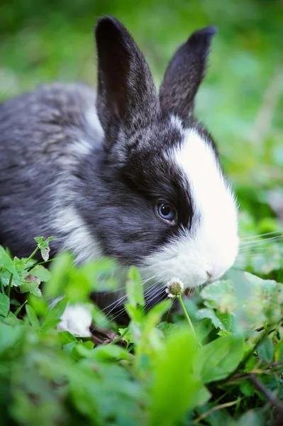 Komik bebek tavşan çim — Stok fotoğraf