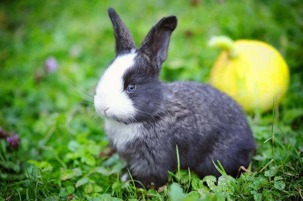 Conejo bebé divertido en la hierba — Foto de Stock
