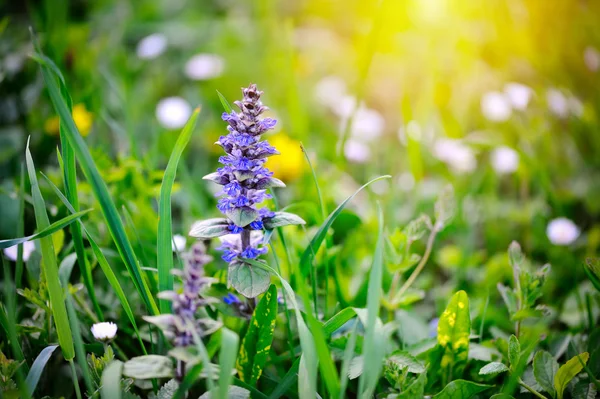 Våren äng, naturliga bakgrund — Stockfoto