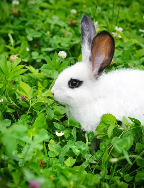 Bebé conejo blanco en la hierba — Foto de Stock